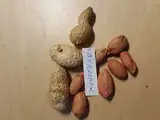 Mani Erdnuß (Arachis Hypogaea) 30 Saatgutqualität : Seeds Only