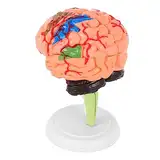 Cabilock 1 Stück Gehirnmodell Anatomie -Modelle Modell des menschlichen Gehirns Anatomiemodell Gehirn Schimmel Modell Anatomie realistisches menschliches Gehirn anatomisches Modell PVC