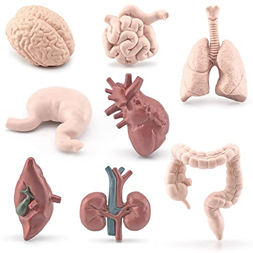ISAKEN Körpermodell Anatomie Spielzeug Anatomiemodell Torso Lernspielzeug Für Kinder, Lebensechtes Menschliches Körpermodell Vorschulbildung Geschenke für Kinder Jungen Mädchen