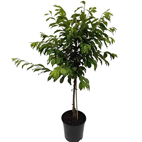 Shiro Japanische Pflaume Buschbaum 110-140 cm im 10 Liter Topf Unterlage: St. Julien A