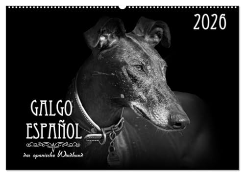 Galgo Español - der spanische Windhund 2026 (Wandkalender 2026 DIN A2 quer), CALVENDO Monatskalender