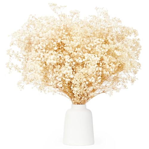 KAOHONG Schleierkraut Getrocknet Trockenblumen deko über 3500 Blütenknospe Weiß Natürlich Gypsophila Trockenblumen für DIY-Kränze, Zuhause, Hochzeit, Tisch, Vasen Dekoration, 7-285/40