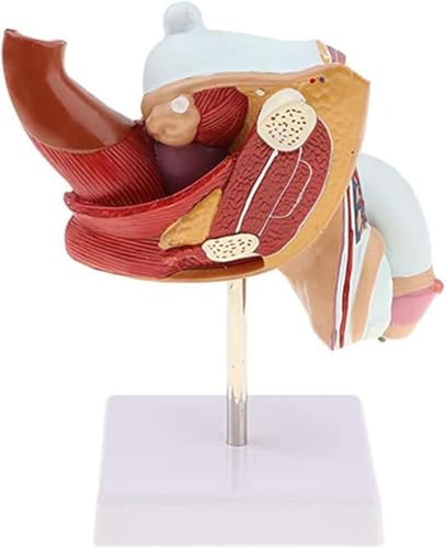 HUOYALU Anatomisches Modell männlicher Genitalorgane anatomisch, männlicher urologischer Krankheiten für medizinische Lehrmittel