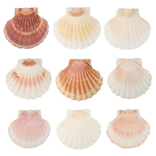 GEFIRE 10 Stück Große Größe ca 10-12 cm Muschelschale Muscheln Groß Jakobsmuschel Natürliche Muschelschale Jakobsmuschel Tasche Küche Dekoration Handwerk Vorspeise Teller Snack Dekoration