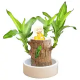 Brasilien Glücksholz Pflanze Set Kleine Mini-Pflanze Desktop-Pflanzen Brasilianische Holzpflanze Mit Mönchen Pflanzenstumpf Brasilianische Indoor Holz Hydrokulturpflanze Genki-Bonsai (B)