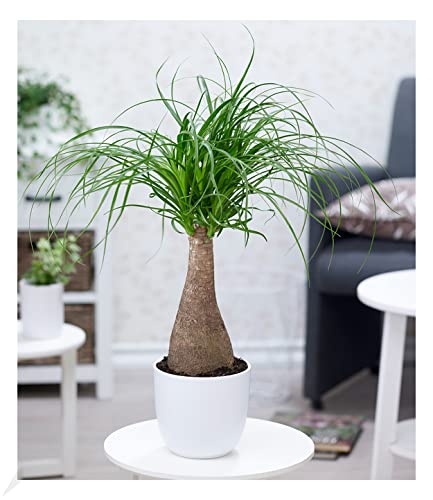 BALDUR Garten Elefantenfuß 50-60 cm hoch im 17 cm Topf, 1 Pflanze, Nolina recurvata, Beaucarnea Flaschenbaum, Wasserpalme, Grünpflanze, mehrjährig - frostfrei halten