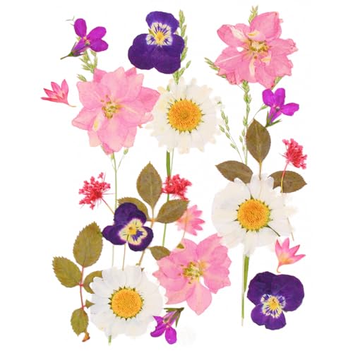 24 Stück Natürliche Getrocknete Blumen Trockenblumen zum Deko Gepresste Gemischte Blätter Gänseblümchen für Kunst DIY Harz Scrapbooking Karten Zubehör Handgemachte Heimdekoration Hochzeit-Stil 1