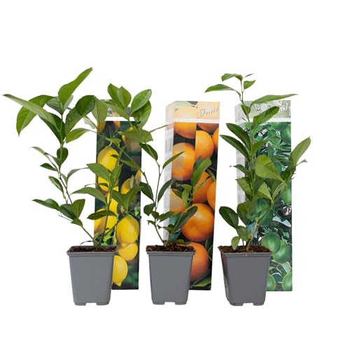 Plant in a Box - Citrus pflanzen Mix - 3er Set - Zitronenbaum, Orangenbaum, Limettenbaum - Topf 9cm - Höhe 25-40cm