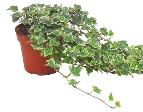 Hedera helix 'White Wonder'- Efeu - echte Pflanze im 13 cm Topf als Hängepflanze, Bodendecker oder Zimmerpflanze