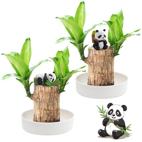 2 Stück Brasilianische Glücksholzpflanze, Brazilian Wood Lucky Wood, Brasilien Glücksholz Pflanze Set mit Topf und 2 Panda-Ornamenten, Hydrokultur-Topfpflanzenstumpf, Schreibtisch-Ornament