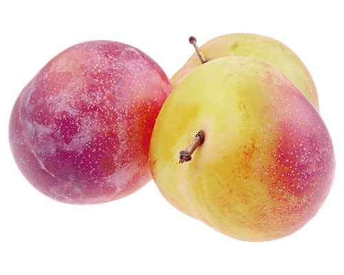 Pflaumenbaum 'Königin Viktoria' – 120 cm | Selbstbestäubend | Süße & Saftige Früchte | Prunus domestica 'Victoria' | Ideal für Garten & Kübel