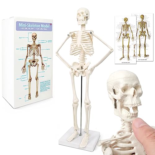 Mini-Mensch-Skelett-Modell Für Anatomie, 17,7"(45cm)-Ganzkörper-Mensch-Skelett-Modell Und Bewegliche Arme Und Beine Auf Kunststoffbasis Für Medizinisches Lehren, Lernen, Bildung, Display, Geschenk