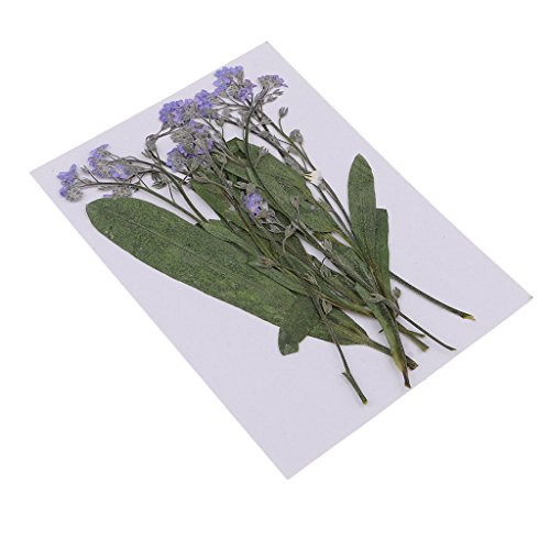 12 pcs Vergissmeinnicht Echte Getrocknete Gepresste Blumen Für DIY Scrapbooking Kunsthandwerk