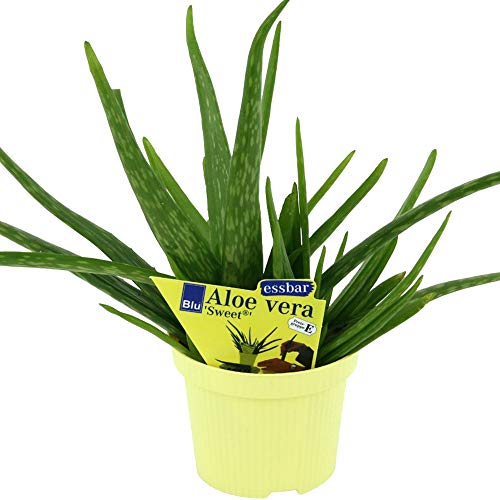 BIO- Aloe vera 'Sweet'