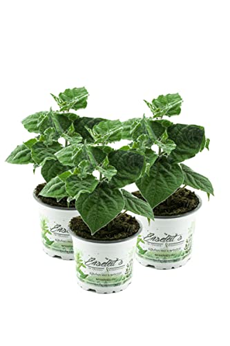 3er Set Andenbeere (Physalis peruviana), frische Kapstachelbeere Pflanze