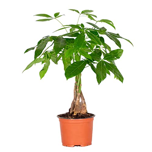 Pachira Aquatica - Geldbaum Zimmerpflanze - Glücksbaum - Money Plant - Zimmerpflanzen Groß und Pflegeleicht – ⌀12 cm - 25-35 cm