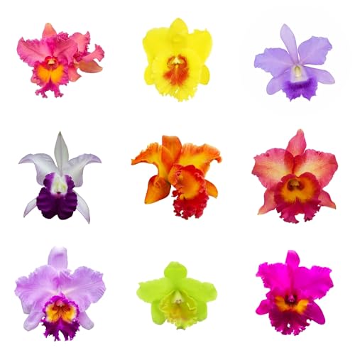cattleya orchidee pflanze samen, balkonpflanzen, bodendecker winterhart mehrjährig samen balkongewächshäuser, garten blumen garten, winterharte kübelpflanzen samen zimmerpflanzen, 125pcs
