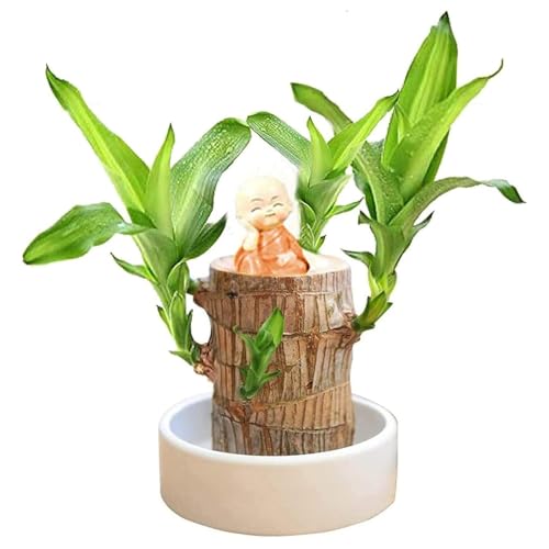 Brasilien Glücksholz Pflanze Set Kleine Mini Glücksholz Aus Brasilien Brasilianische Holzpflanze mit Mönchsstatuen Desktop Pflanze Brazilian Wood Plant Pflanzenstumpf Hydrokulturpflanze (Orange)