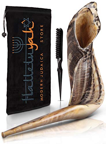 HalleluYAH Kudu 12" - 14" 7. Ram Horn Set
