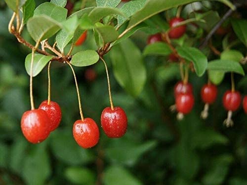 Essbare Ölweide Elaeagnus multiflora Pflanze 15-20cm rote Sommer-Ölweide Rarität