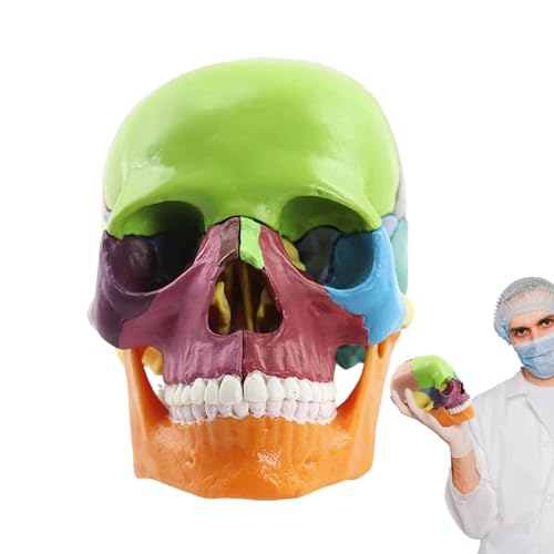 Schädel-Anatomie-Modell – 15-teilige lebensgroße Schädelköpfe, menschlicher Schädel-Modell-Anatomie, menschliches Schädel-Modell für Anatomie | Menschliche Schädelkappen, realistisches anatomisches Mo
