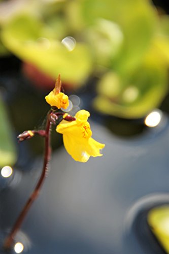 Wasserpflanzen Wolff - Utricularia vulgaris - Wasserschlauch, gelb - Rarität!