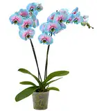 Dehner Schmetterlingsorchidee Blue Wonder, Phalaenopsis cultivars, hellblaue und pinke Blüten, 50-60 cm, Ø Topf 12 cm, Zimmerpflanze