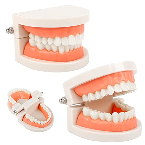 Zahnmodell 2Pcs Kinder Gebiss Modell Zahnpflege Modell Demonstration Tool Zähne Modell Standard