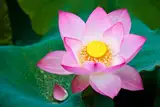 10 Samen Indische Lotusblume Nelumbo nucifera, Lotus Lotos Wasserpflanze