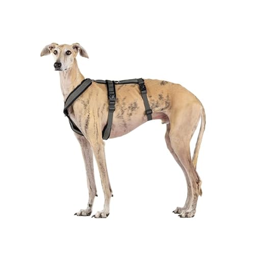 3-Punkt-Gurt mit Anti-Ziehen, ideal für Lebreles: Italienischer Windhund, Whippet, Windhund, Podenco - sicher, atmungsaktiv und langlebig, perfekt zum Wandern, Training und Laufen, Anthrazit, XL