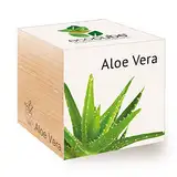 Feel Green 296244 Ecocube Aloe Vera, Nachhaltige Geschenkidee (100% Eco Friendly), Grow Your Own/Anzuchtset, Pflanzen Im Holzwürfel, Made in Austria