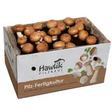 Hawlik Pilzbrut Champignons selber züchten – Steinchampignon Pilzzuchtset XXL – Pilze kinderleicht zuhause anbauen – Großes Komplettset - Ideal für Anfänger/als Geschenk für Kinder und Gartenfreunde