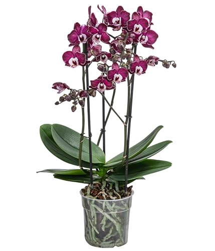 Dehner Schmetterlingsorchidee Yuka, Phalaenopsis cultivars, zweitriebig, lila-dunkelrote Blüten, 60 cm inkl. Pflanztopf, Ø Topf 12 cm, Zimmerpflanze