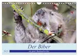 Der Biber, ein guter Bauhandwerker (Wandkalender 2025 DIN A4 quer), CALVENDO Monatskalender