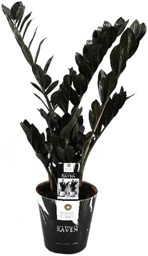 "Zamioculcas Raven 60 cm – Schwarze Zamioculcas Zimmerpflanze, Pflegeleicht & Robuste Pflanze für Innenräume, Dekorative Pflanze für Wohnzimmer & Büro