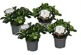 Plant in a Box - Gardenia Jasminoides - 4er Set - Gartenjasmin - Kap-Jasmin - Zimmerpflanze - Topf 13cm - Höhe 20-30cm