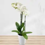 Weiße Orchidee inklusive Keramikübertopf und Grußkarte # Pflanze # Zimmerpflanze # Büropflanze