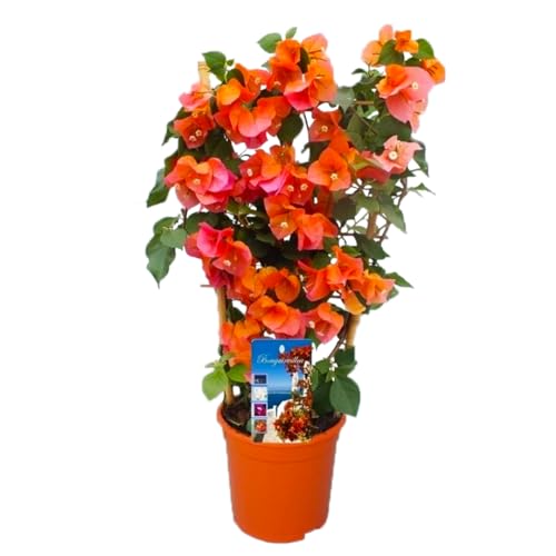 Plant in a Box - Bougainvillea 'Dania' - Bougainvillea on Rack - Orange Blüten - Kletterpflanze - Gartenpflanze - Topf 17cm - Höhe 50-60cm