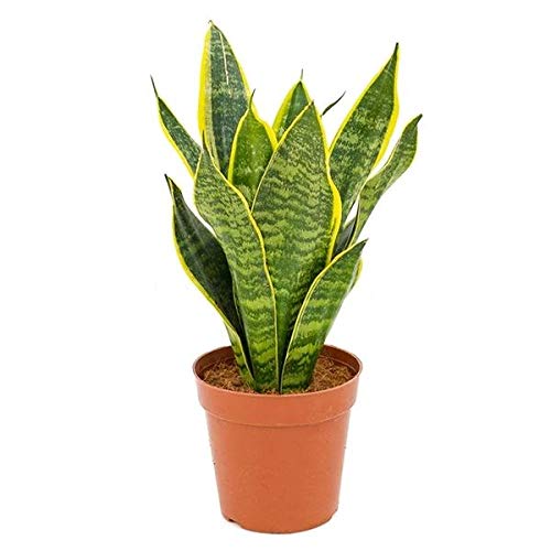 Sansevieria trifasciata Futura Superba 30-35 cm/Topf Ø 10 cm - bunter Bogenhanf