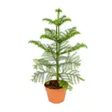 Bloomique - Araucaria Heterophylla - Zimmertanne - Norfolktanne - Zimmerpflanzen - Weihnachtsdeko - Höhe 40-50 cm - Topf 14 cm