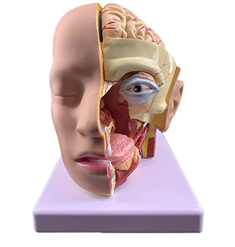 Anatomiemodell, Lehrmodell, Anatomisches Kopfmodell 4-teilig Menschliches Kopfhirn Neurovaskuläres Anatomisches Modell Mit Halbkopfgesicht Gefäßnerven-Montagemodell Für Medizinische Lehrmittel
