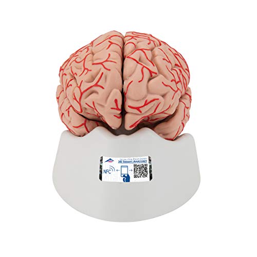 3B Scientific Menschliche Anatomie - Gehirn-Modell mit Arterien + kostenlose Anatomie App - 3B Smart Anatomy