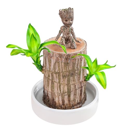 Brasilien Glücksholz Pflanze Set, Brasilianische Glücksholzpflanze Brazilian Wood Lucky Wood mit 1 Topf und Ornamenten, Hydrokultur Topfpflanzenstumpf Schreibtisch Ornament Kleine Desktop Pflanz