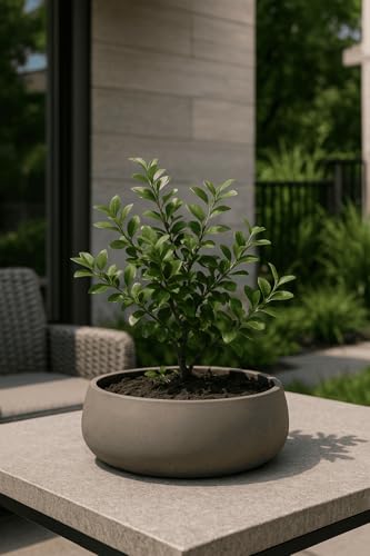 Finestgreen Eileen Pflanzschale Mocha S | Blumenschale für Innen- und Außenbereich, Frostfest, UV-Beständig, wasserdicht