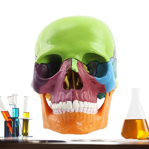 Kixolazr Schädelanatomiemodell, menschliches Schädelmodell für Anatomie - 15-teilige abnehmbare menschliche Schädelköpfe - Anatomisches Modell des menschlichen Kopfschädels, gefälschtes