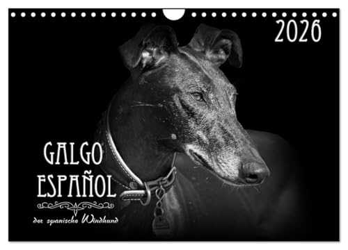 Galgo Español - der spanische Windhund 2026 (Wandkalender 2026 DIN A4 quer), CALVENDO Monatskalender