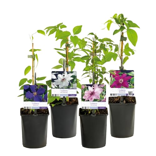 GreenboutiQ - Kletterpflanze - Clematis Rainbow - Blüte Rosa Weiß Lila Rot - Wenig Pflege - 4 Pflanzen - Topf 11cm Höhe 40cm