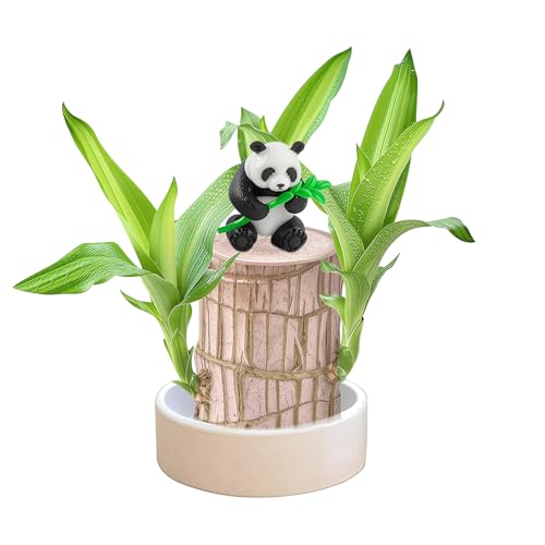 Muzboo Brasilianische Glücksholz-Pflanze – Mini-Fortune-Baum mit Kunststoffschale,Hydrokultur-Zimmerpflanze für Zuhause oder Büro,Tischdeko (1, Panda)