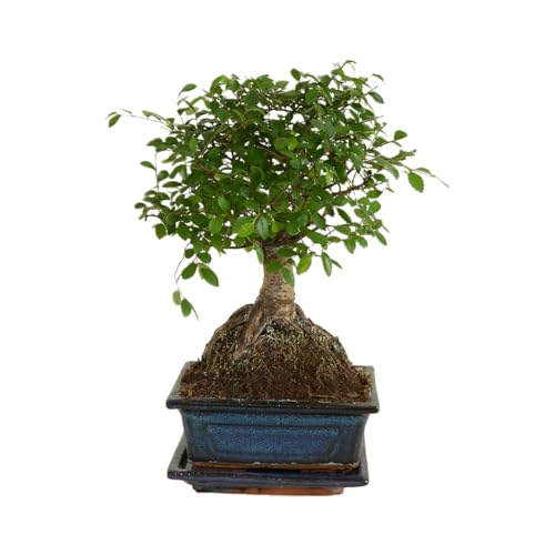 Bloomique – Bonsai Zelkova – Kugelform – Bonsai-Baum – Zimmerpflanzen – Höhe 20–30 cm – 15 cm breit – inklusive Keramiktopf und Schale