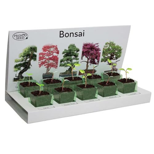 Pronto Seed – Kit zum Züchten eigener Bonsai-Bäume mit 5 Sorten Bonsai-Samen – Set für Indoor-Anzucht mit nachhaltiger Verpackung – Geschenk für Mann, Frau – anfängerfreundlich (Bonsai-Kit)